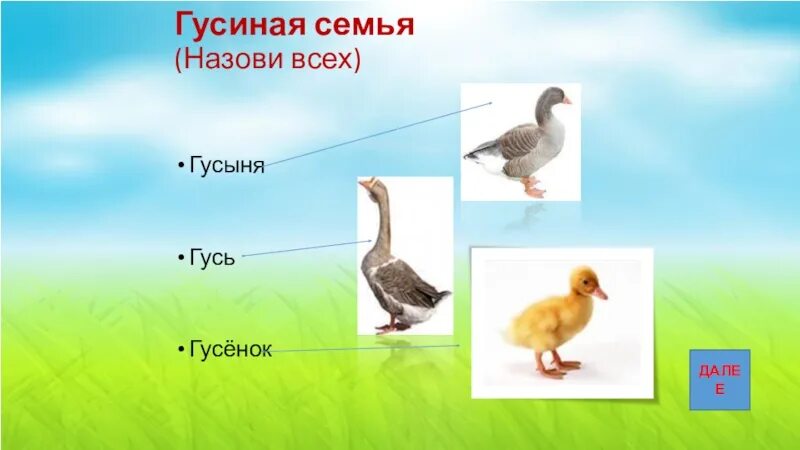 Как зовут детей гусей. Гусь гусыня гусенок семья. гусиная семья для детей. гусиная семья картинки для детей. назови семью гуся.