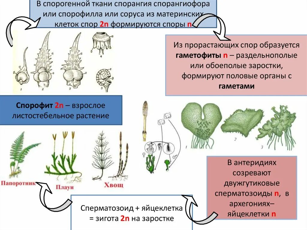 Листостебельные растения спорофит. Гаметофит раздельнополый. Обоеполый гаметофит хвоща. Гаметофит и спорофит. Гаметофит образуется из споры.