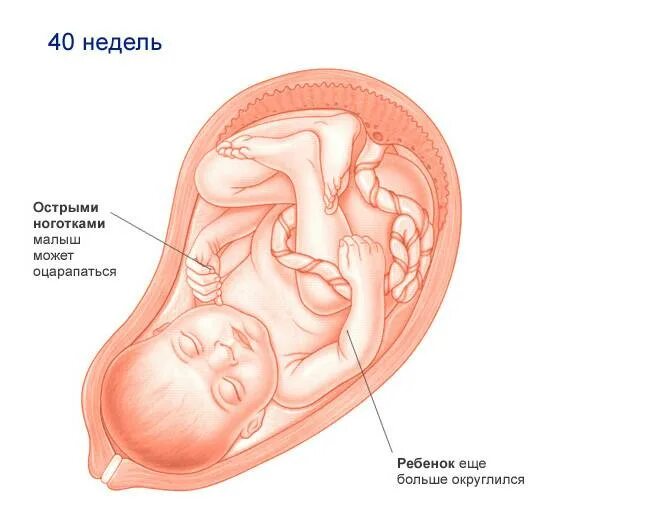 Как лежит малыш в животе. Плод на 40 неделе беременности в животе. Расположение плода на 40 неделе беременности. Ребёнок на 40 неделе беременности в животе.