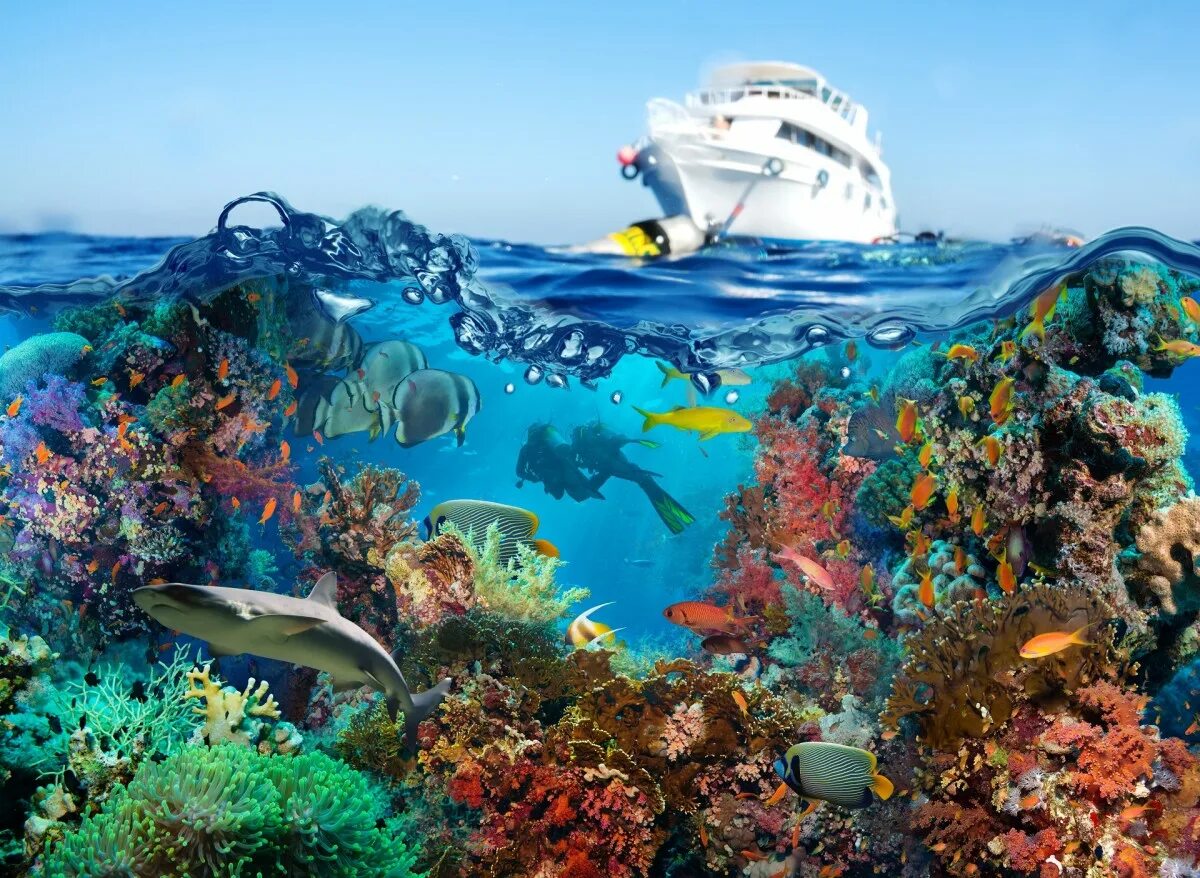 Жизнь в океане и на суше. Рифы в океане. Подводный мир. Морские глубины. Подводный мир океана.