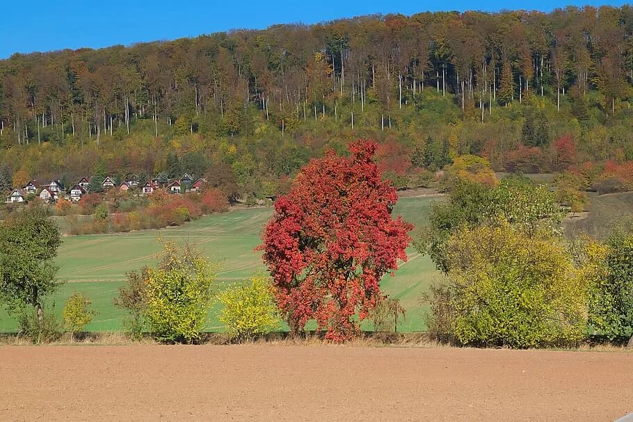 Natural fall. Кленовая роща у обкомовской дороги. Кленовая роща Челябинск. Кленовая роща природа. Кленовая роща осенью.