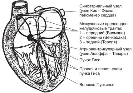 Элементы проводящей системы листа
