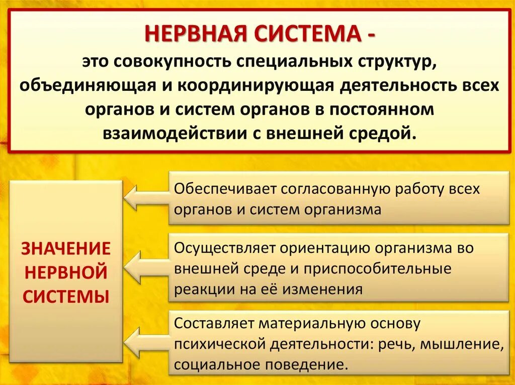 Дайте определение нервной системе. Нервная система. Нервная система определение. Нервная система системы органов. Дать определение нервная система.