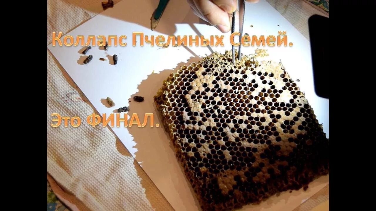 Коллапс пчелиных. Коллапс пчелиных семей картинки.