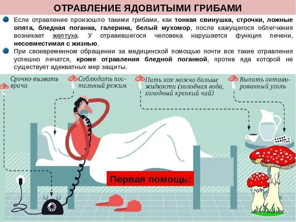 Через сколько дней проходит отравление. Отравление ядовитыми грибами первая помощь. оказание неотложной помощи при отравлении грибами. признаки и первая помощь при отравлении ядовитыми грибами.. профилактика отравления грибами.