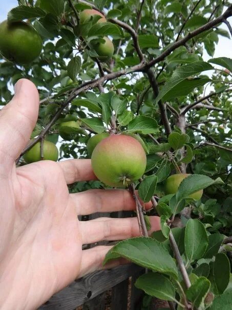 Можно ли из семечка яблока вырастить яблоню. Яблоки растут. Яблоня растет. Яблоня из косточки. Вырастить яблоню.