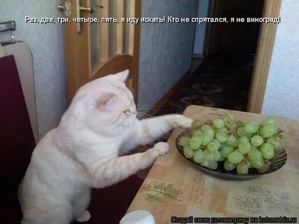 Раз два пять я иду искать