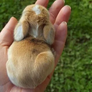 Какие зайки маленькие