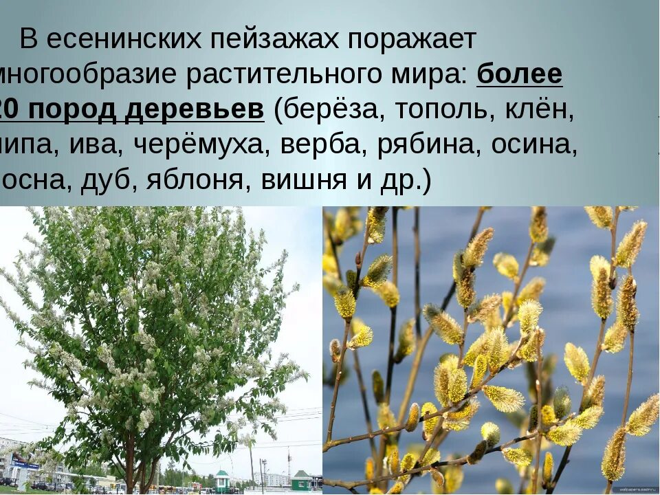 Как отличить иву. Верба кустарник. Верба и осина. Куст вербы. Дерево Верба Таджикистанская.