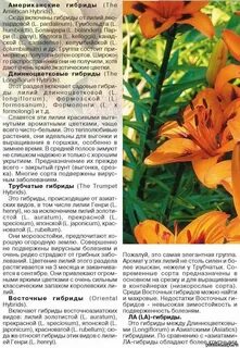 Лилия растение систематика