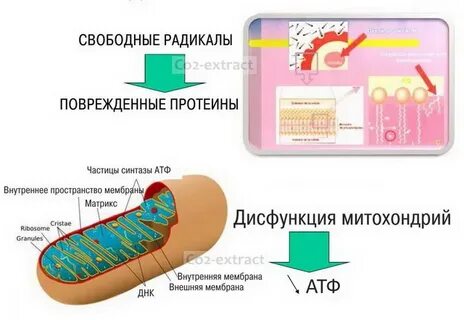 Радикал препарат