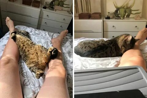 К чему приходят чужие кошки в дом