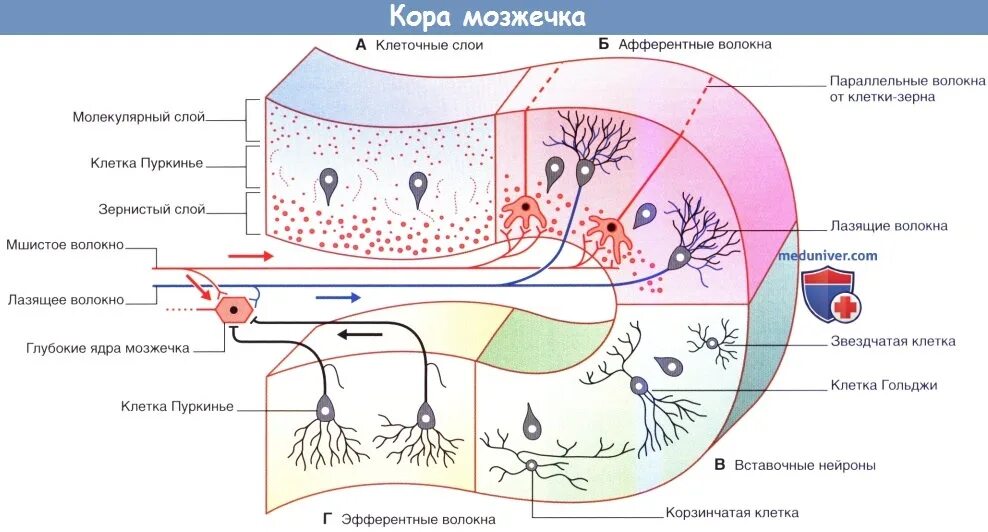 Модуль гистология. Клетки пуркинье гистология. клетки пуркинье коры мозжечка. афферентные нейроны коры мозжечка. клетки гольджи мозжечка гистология.