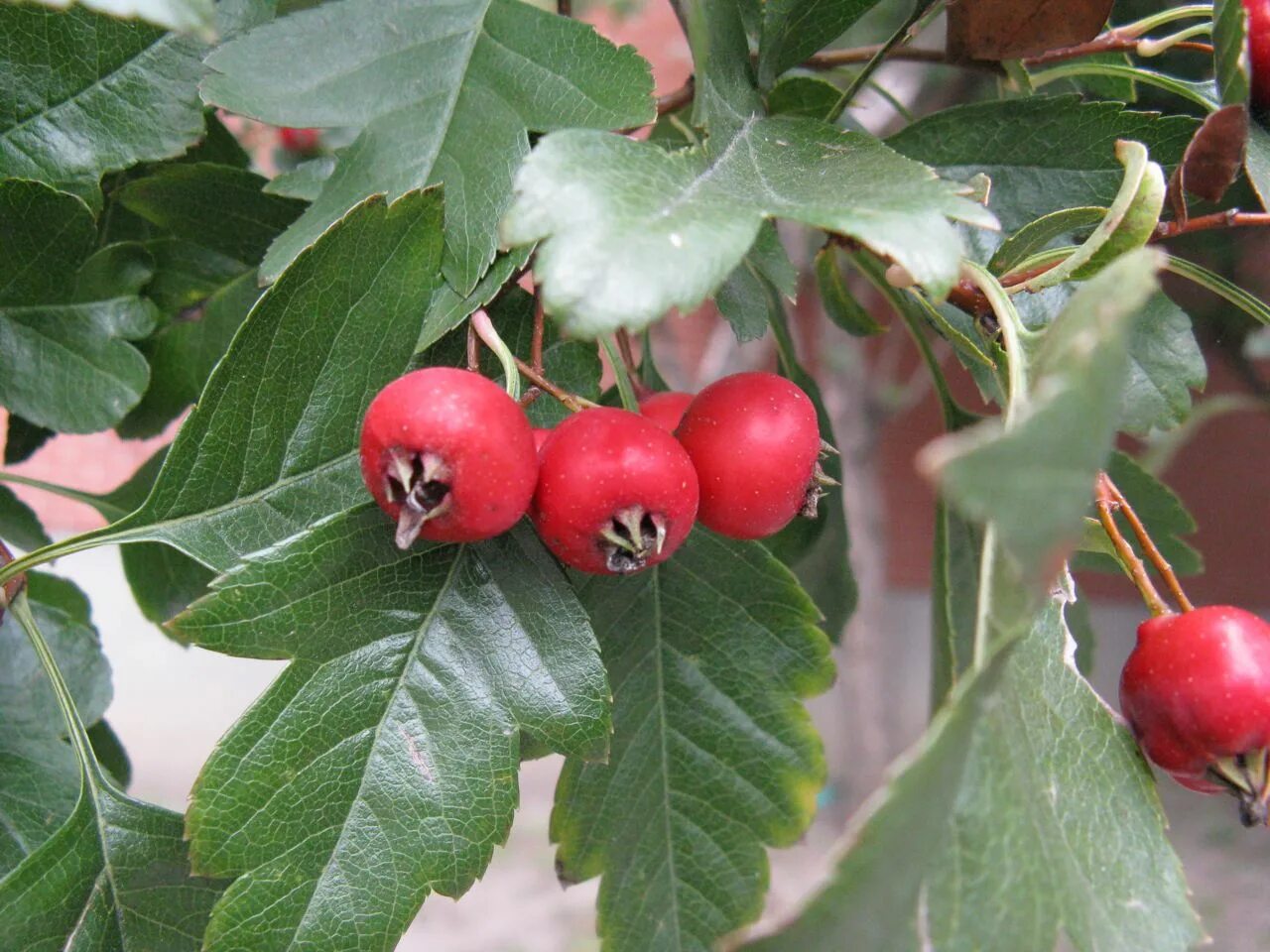 боярышник однопестичный (crataegus monogyna). боярышник сибирский кроваво-красный. боярышник порода. боярышник волжский. боярышник порода.
