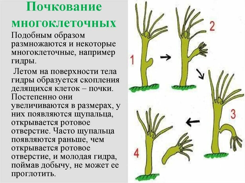 Пример процесса иллюстрирующего размножение у растений. Почкование бесполое размножение. Размножение виды gjxrjdfybt. Размножение гидры почкование. Размножение гидры, почкование гидры.