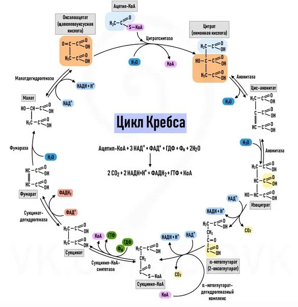 Синтез атф цикл кребса. 4. Цикл Кребса. Цикл Кребса биохимия. Цикл Кребса схема. Полный цикл Кребса с формулами.