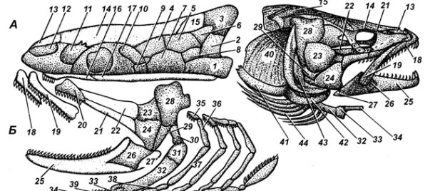 Схема строения черепа костных рыб. Строение черепа костистой рыбы. Висцеральный отдел черепа судака. Висцеральный череп судака.
