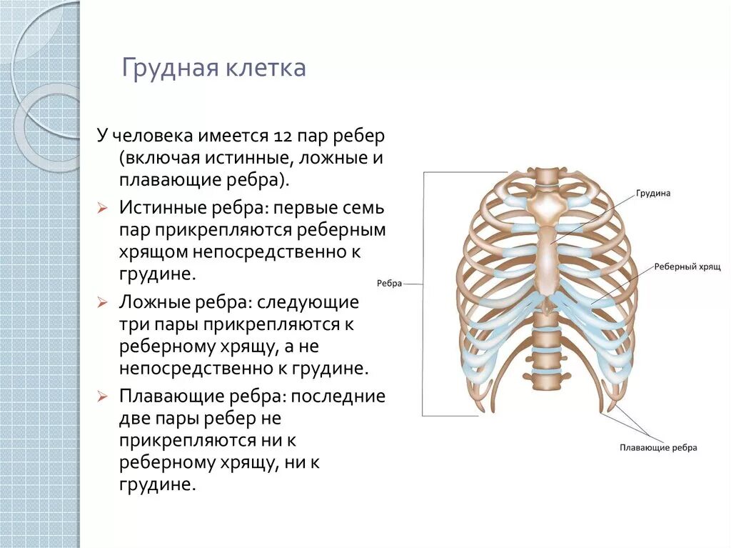 Сколько ребер на 1 стороне. Грудная клетка вид спереди название костей. Схема строения грудной клетки. Строение и функции грудины.