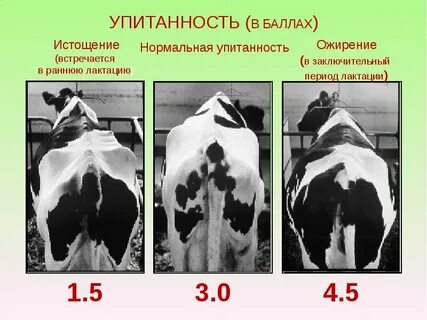 Сколько будет 2 коровы