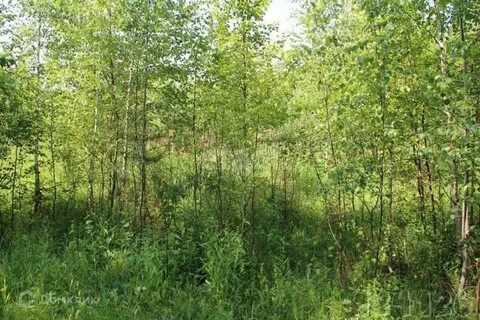 Продать дерево с участка