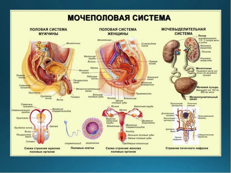 Мочевыделительная система женщины анатомия. Схема мочеполовой системы у женщин. Мочевыводящая система у женщин анатомия. Женская мочеиспускательная система строение.