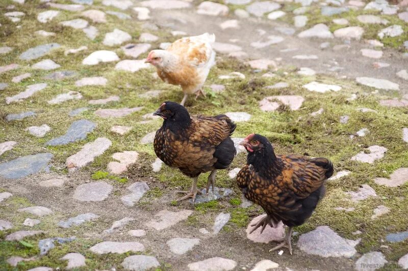 2 chicks. Цыплята 2 месяца. Цыплята подросшие цветные. 2 Месячные цыплята. Фото 2 месячных цыплят.