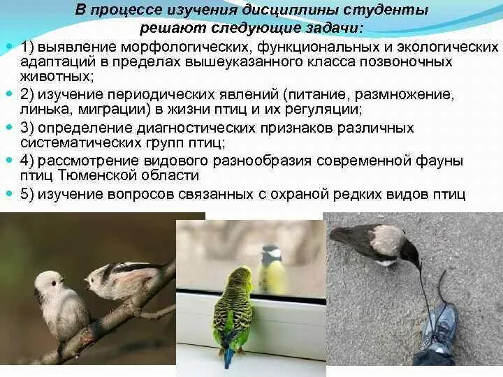 Рост и развитие сопровождается линькой