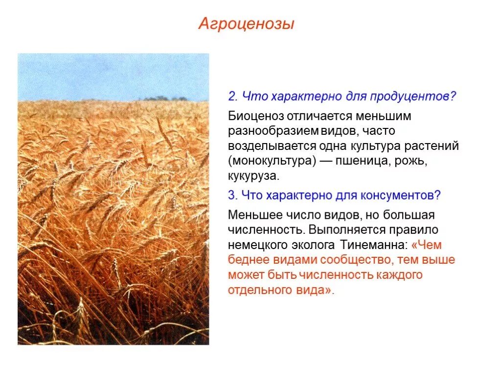 Естественный агроценоз. Многообразие видов агроценоза. Плотность видовых популяций пшеничного поля. Видовое разнообразие пшеничного поля. Видовое разнообразие агробиоценоза.