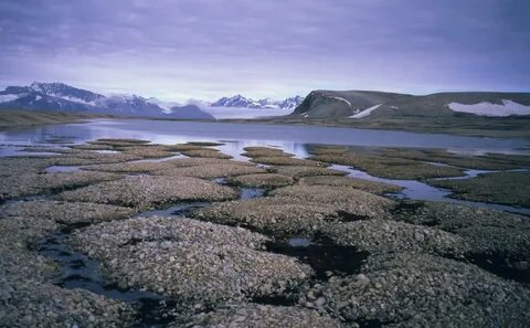 Северная пустошь