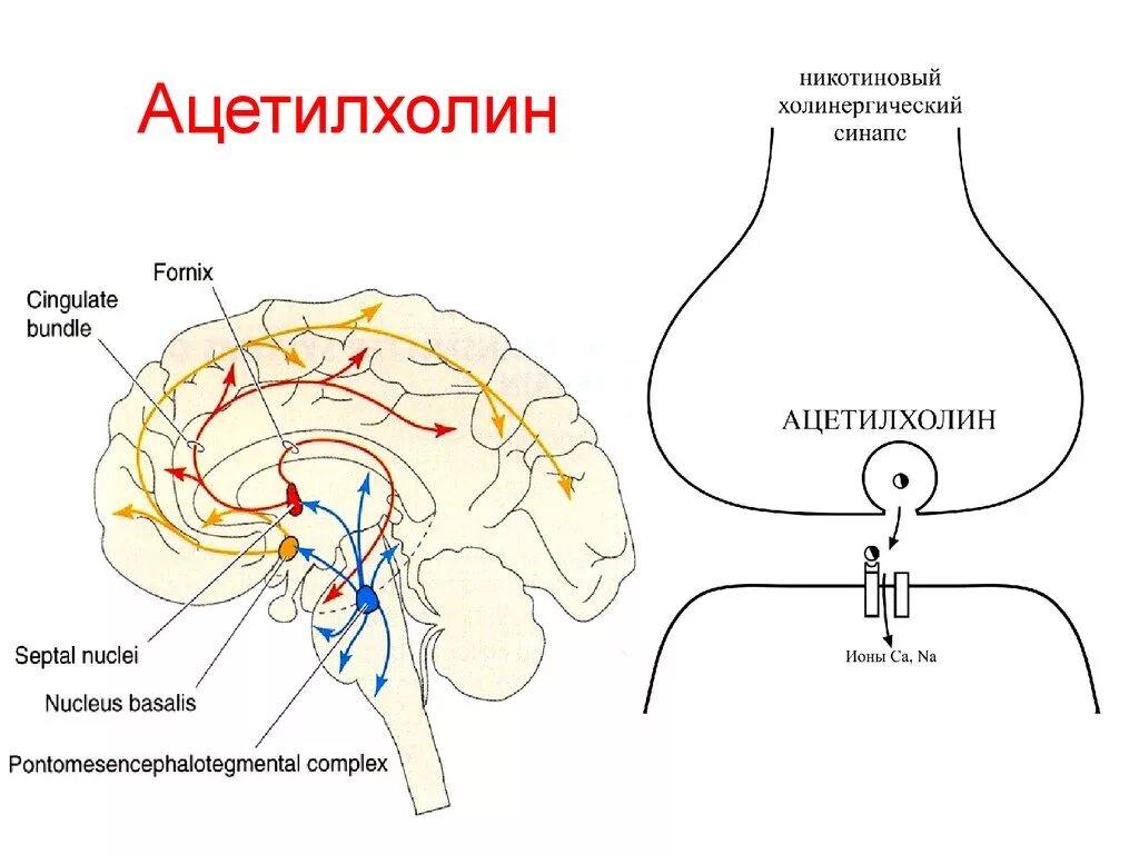 Ацетилхолин нейромедиатор функции. Нейротрансмиттер медиатор ацетилхолин. Ацетилхолиновые рецепторы в головном мозге. Функции ацетилхолина в ЦНС. Ацетилхолин сердце сокращение