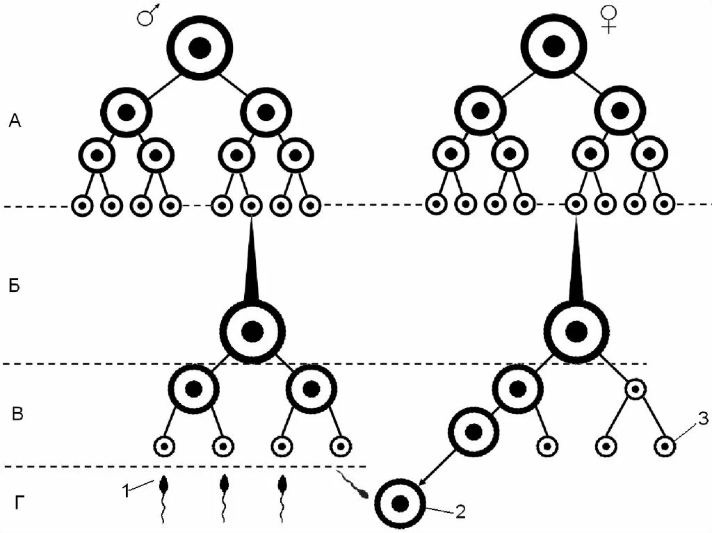Гаметогенез сперматогенез овогенез. Гаметогенез сперматогенез схема. Схема овогенеза и гаметогенеза. Схема сперматогенеза и овогенеза. Б образуются направительные клетки