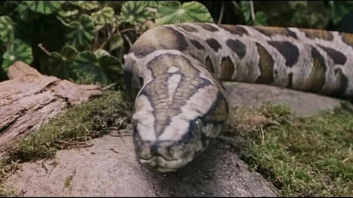 Don t talk to the snake