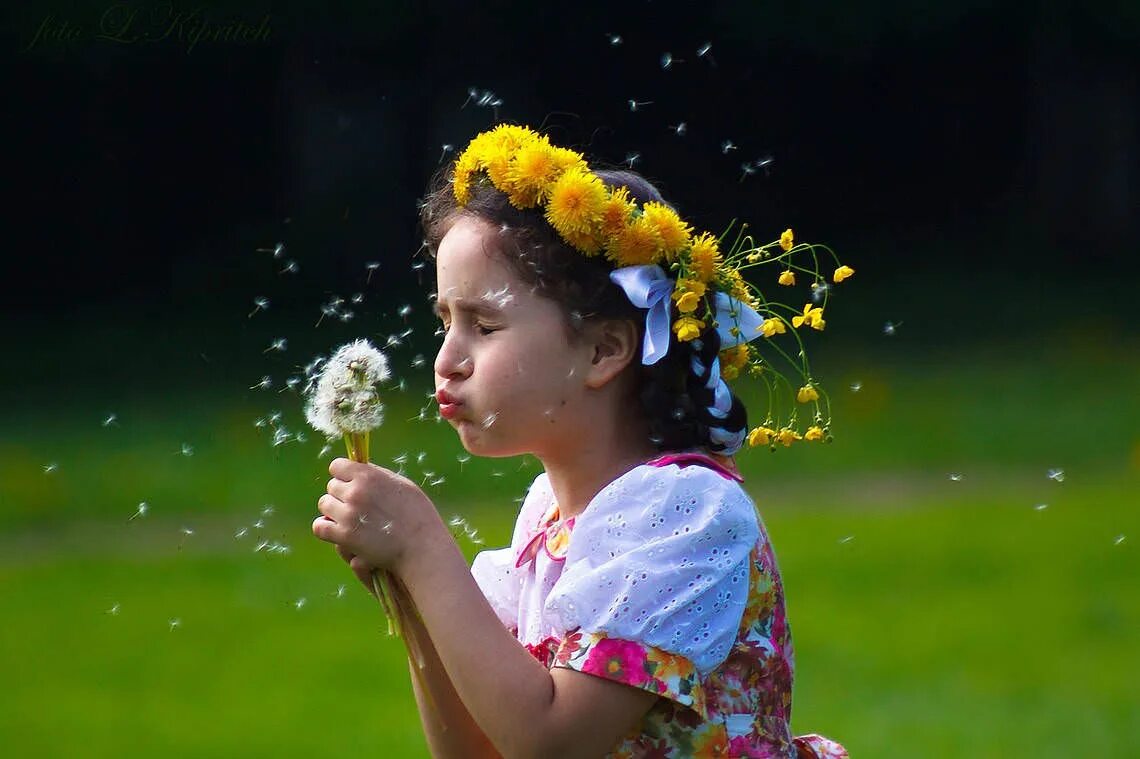 Девушка сдувает одуванчик. Человек дует. Яростно дуют. Ребенок дует на одуванчик. Девушка деут одеванчик.