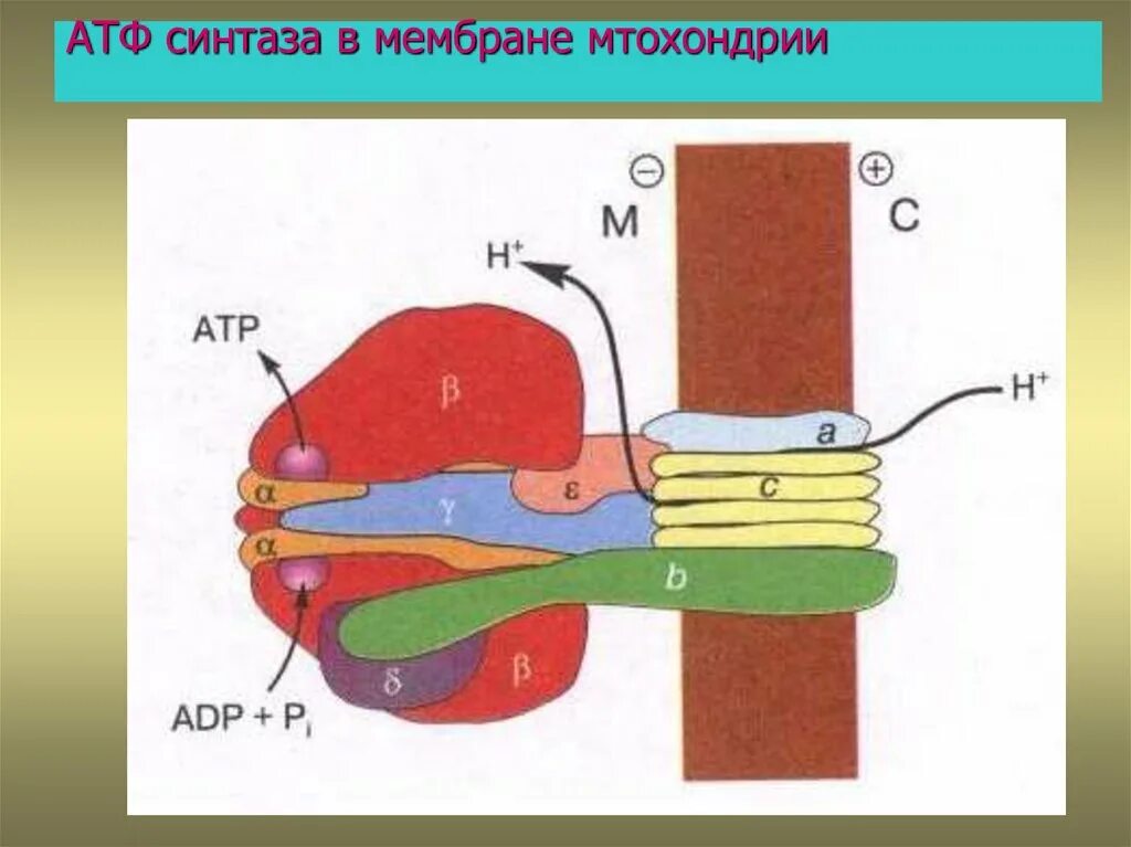 АТФ синтазный комплекс. АТФ синтаза в митохондрии. АТФ синтаза на внешней мембране. Механизм АТФ синтетазного комплекса. Колоть атф