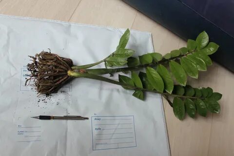 Замиокулькас почва