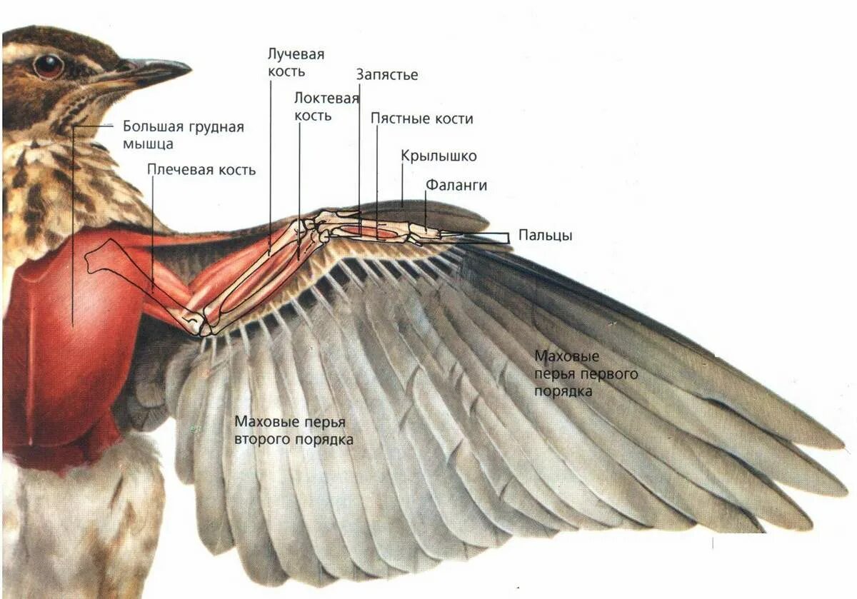 Каковы особенности мускулатуры птиц. Крыло голубя строение. Структура птичьего крыла. Строение крыла стрижа. Строение крыла птицы.