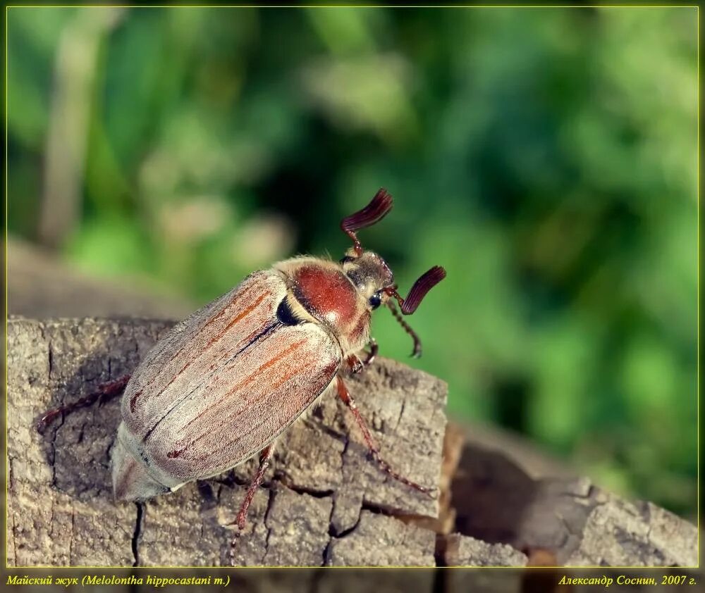 майский жук melolontha. шаранка майский жук. майский хрущ самка и самец. хрущ жук самка. июльский хрущ жук.