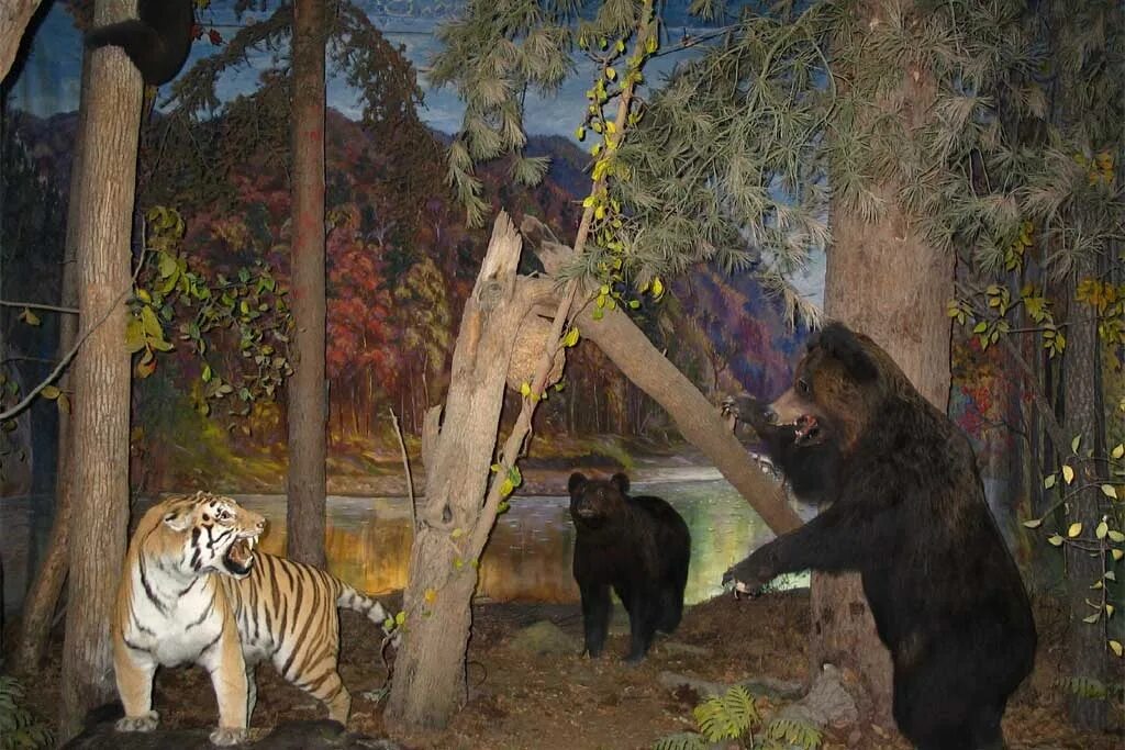 Гималайский медведь против тигра. Амурский тигр и бурый медведь. Тигр и медведь. Амурский тигр и медведь. Бурый медведь против