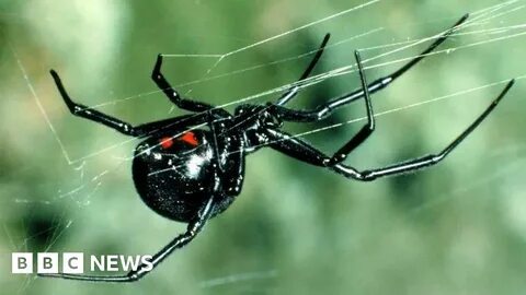 Черный spider