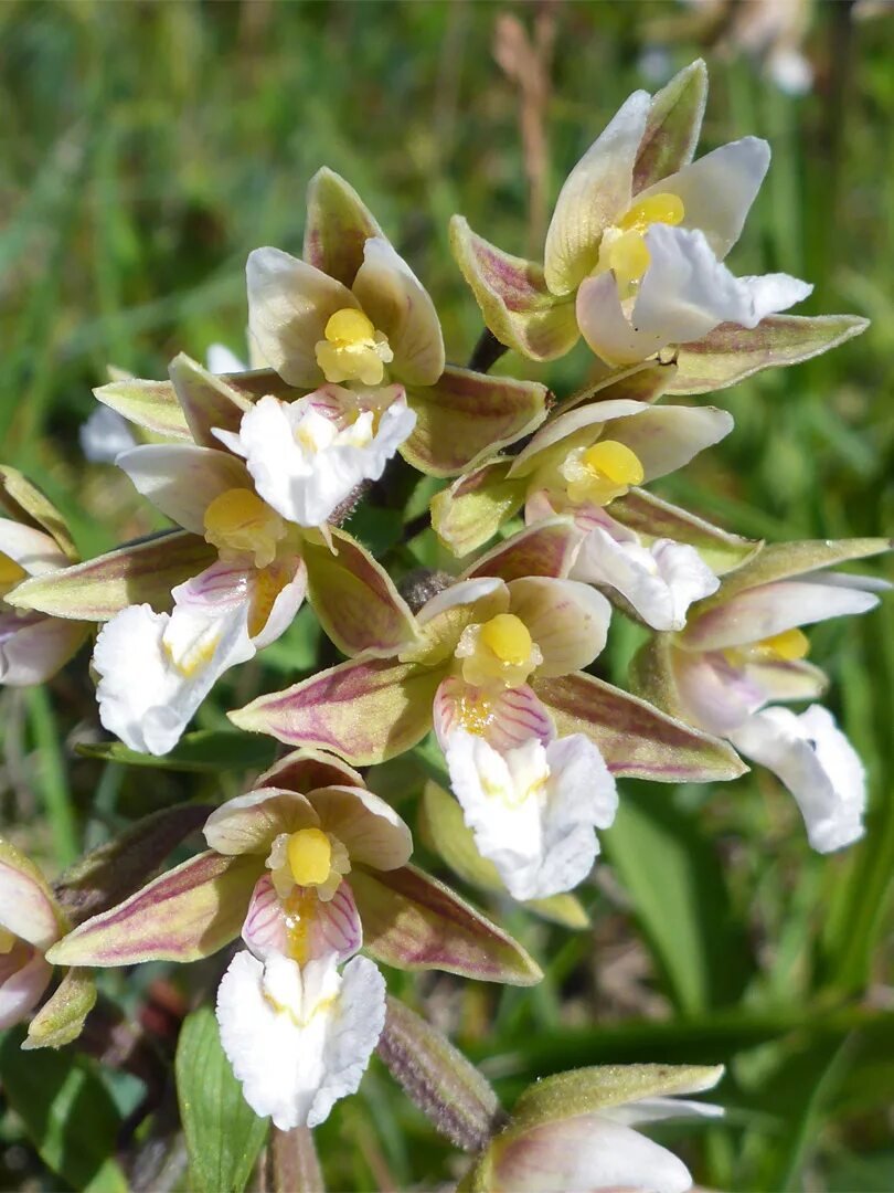 Лесная Орхидея Дремлик болотный. Дремлик болотный (Epipactis palustris). Орхидея Дремлик.