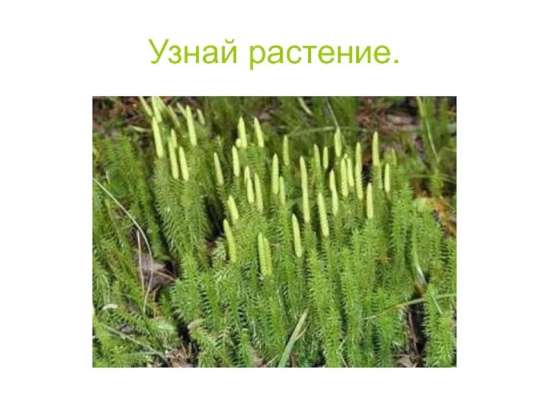 Разделите эти растения в таблицу. Соя папоротник рябина мох сосна хвощ. Соя папоротник рябина мох сосна хвощ. Соя папоротник рябина мох сосна хвощ. Соя папоротник рябина мох сосна хвощ.