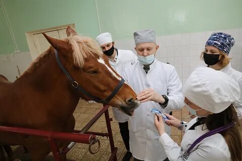 Ветеринарная медицина москва