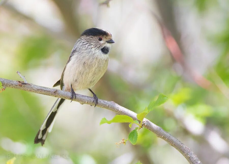 Алексеев вместе с птицами. Синичка ополовник. Ополовник птица. Aegithalos caudatus Alpinus. Ополовник зимой.