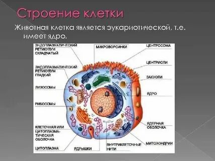 Основные признаки одноклеточных эукариот