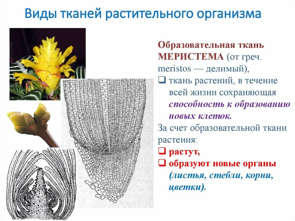 Образовательная ткань у растений 6 класс. Меристематическая ткань растений. Меристема ткани растений. Меристема растений это. Образовательная ткань растений.