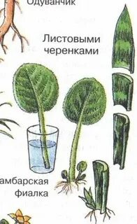 Листовые черенки растения