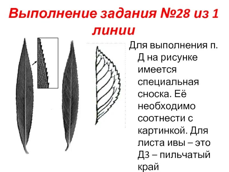 Строение листа ивы. Край листовой пластинки у ивы. Описание листа ивы. Форма края листа Ива. Форма листа ивы