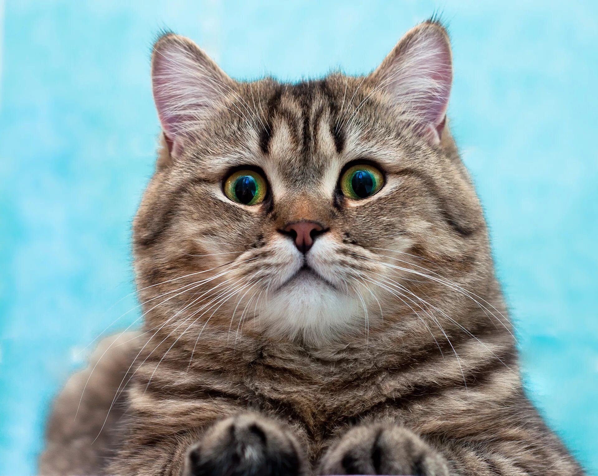 английский флаг. кошка карточка для детей. кот учит английский. коты с учебниками. коте на английском.