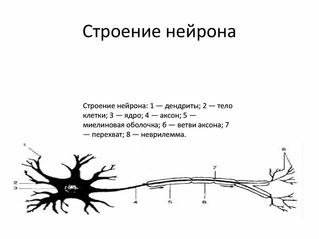 Вспомогательные нервные клетки. Нейрон строение и функции. Строение нейрона 8 класс. Строение нейрона рисунок. Строение нейрона 1 2 3.