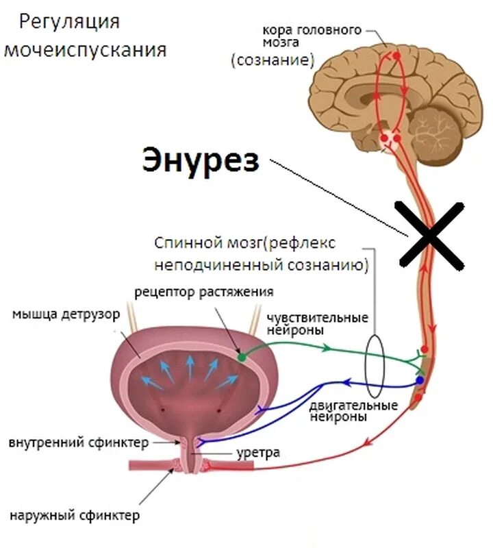 Инсульт недержание мочи. Нервная регуляция мочеиспускания схема. Рефлекторная дуга мочеиспускания схема. Регуляция мочевыделения схема. Непроизвольная регуляция мочеиспускания.